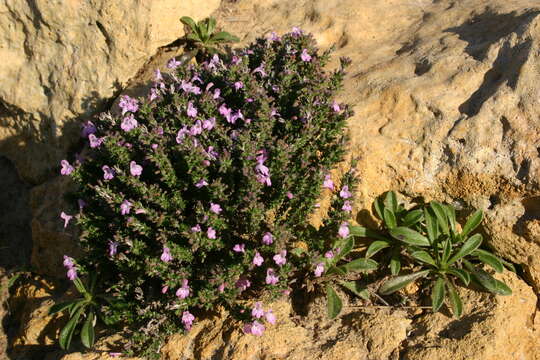 Image of Micromeria inodora (Desf.) Benth.