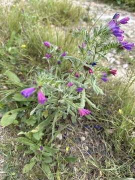 Plancia ëd Echium sabulicola subsp. decipiens (Pomel) Klotz