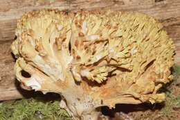 Image of Ramaria subbotrytis (Coker) Corner 1950