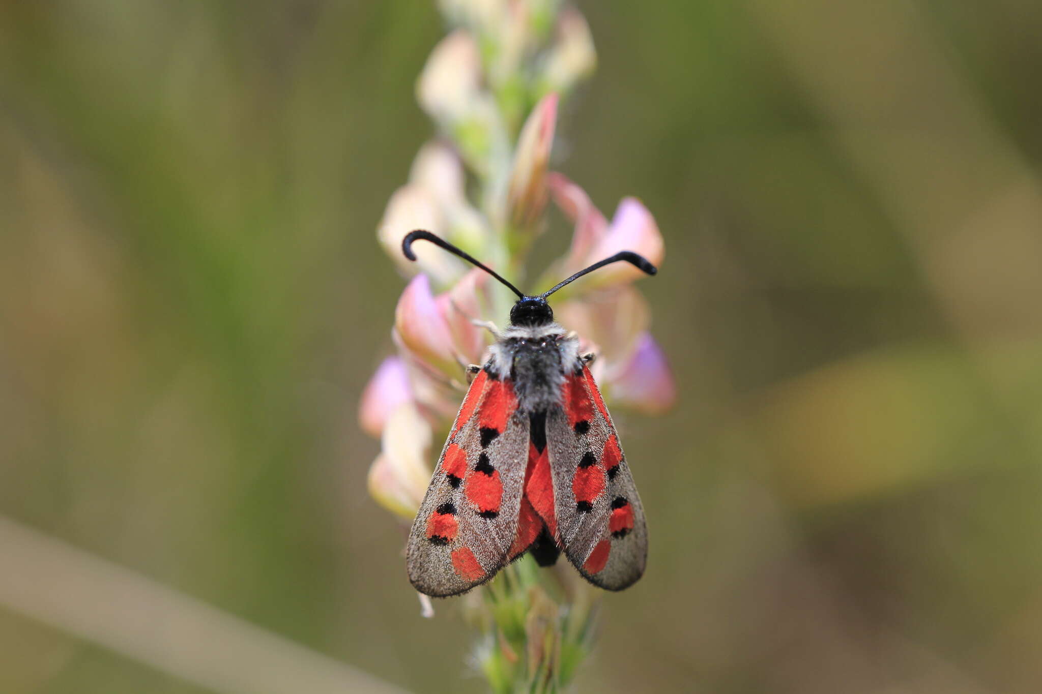 Image of Zygaena rhadamanthus Esper 1793