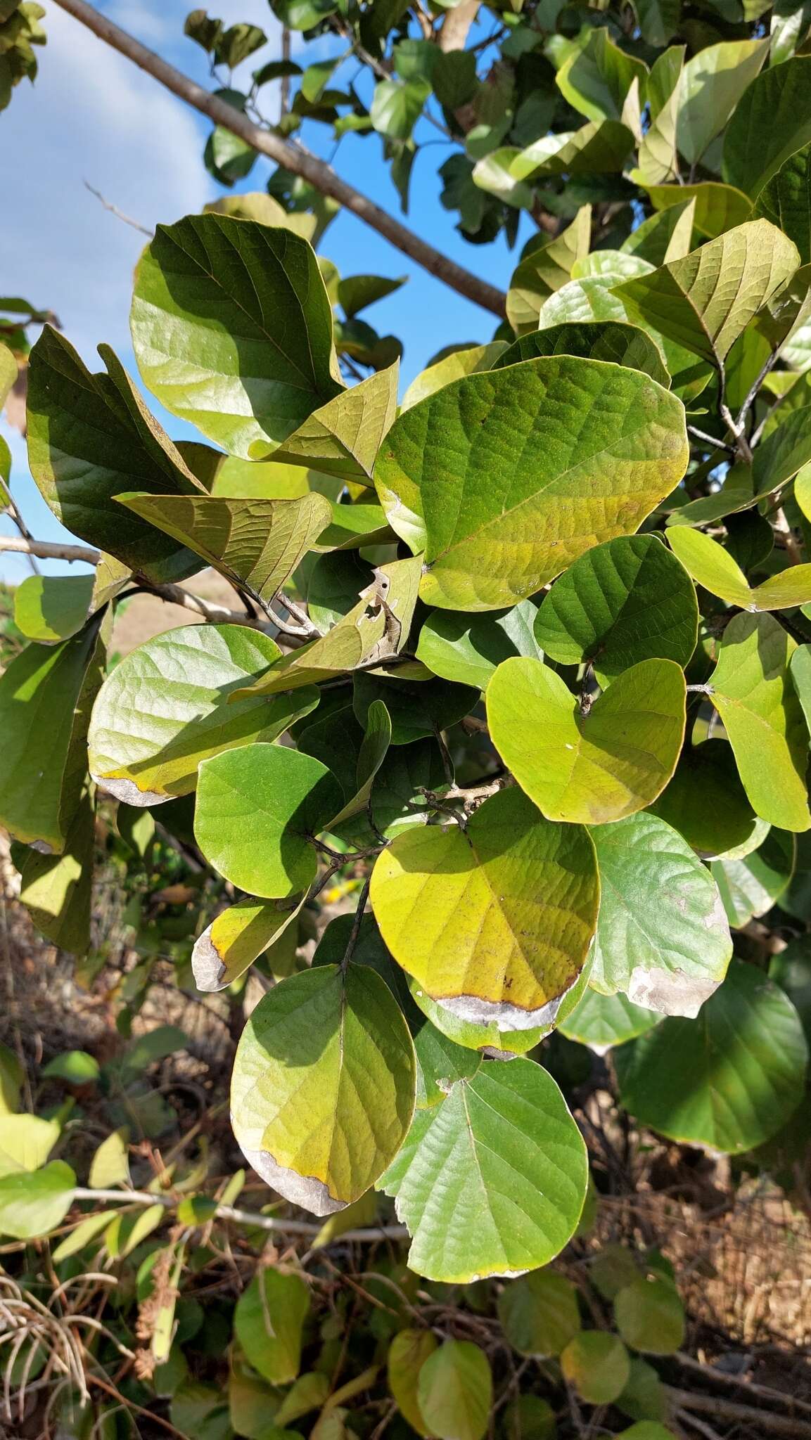 Image de Cordia myxa L.