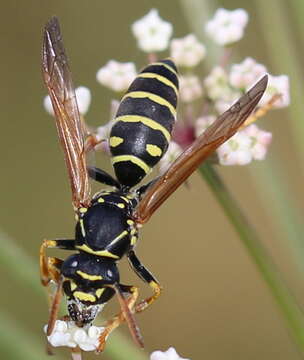 Image of Polistes nimpha (Christ 1791)