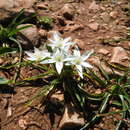 Plancia ëd Ornithogalum sigmoideum Freyn & Sint.