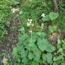 Image of Valeriana alliariifolia Adams