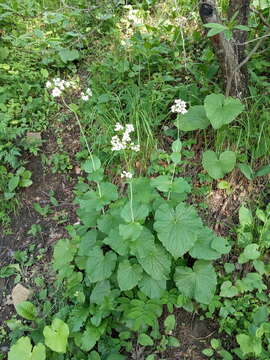 Image of Valeriana alliariifolia Adams