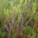 Image of Ursinia scariosa subsp. scariosa