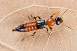 Image of Paederus (Poederomorphus) littoralis Gravenhorst 1802