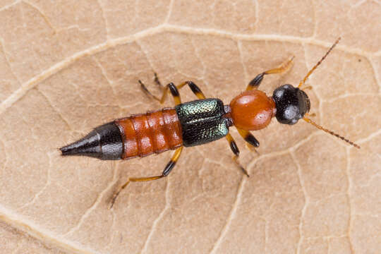 Image de Paederus (Poederomorphus) littoralis Gravenhorst 1802