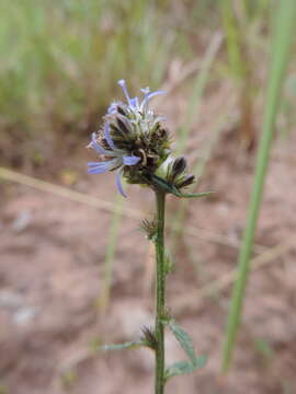 Image of Wahlenbergia capitata (Baker) Thulin