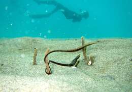 Image of Longsnout pipefish