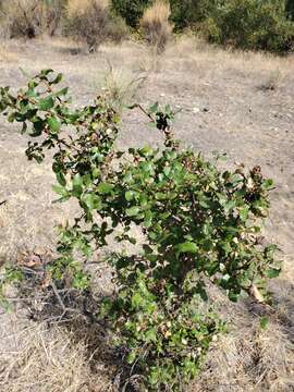 Image of interior live oak