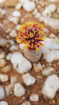 Image of Crassula columnaris subsp. prolifera Friedrich