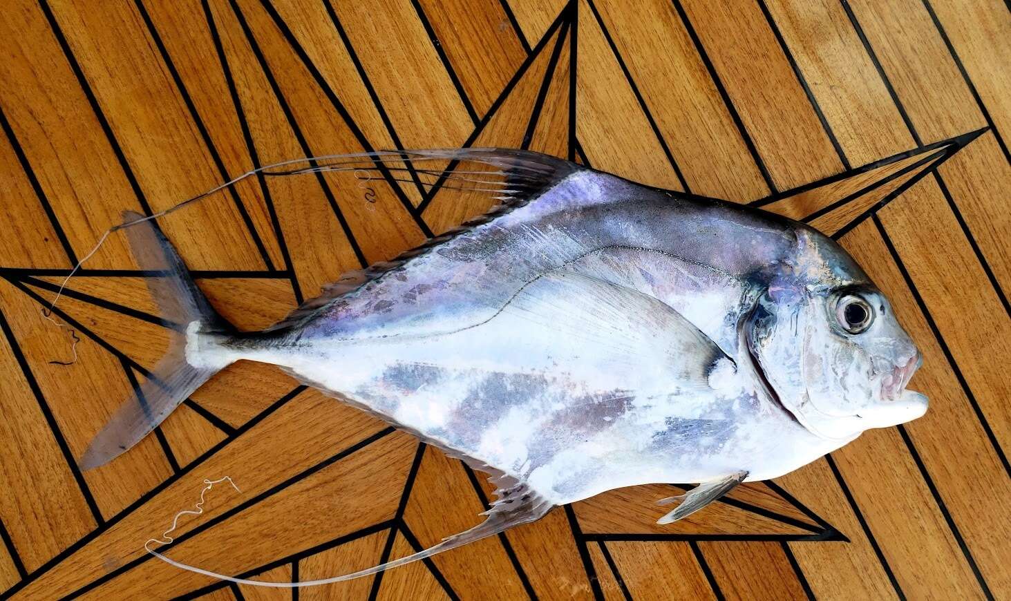 Image of African Pompano