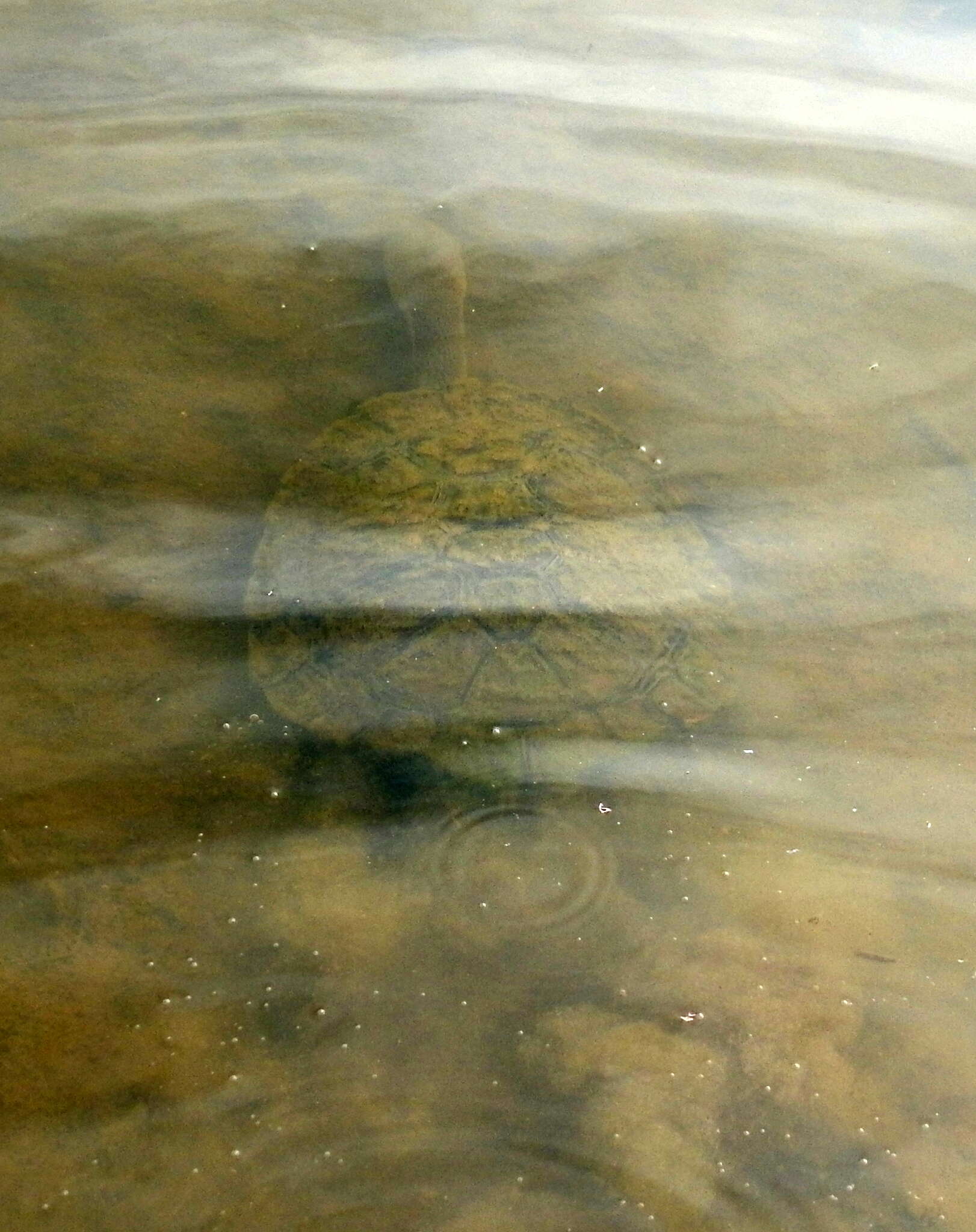 Image of Common Snake-necked Turtle