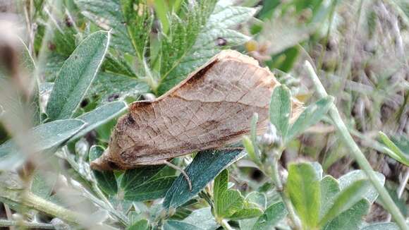 صورة Calyptra thalictri Borkhausen 1790