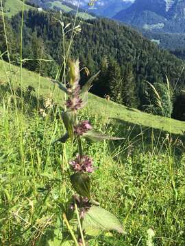 Sivun Stachys alpina L. kuva