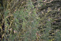 Image of narrowleaf marsh elder