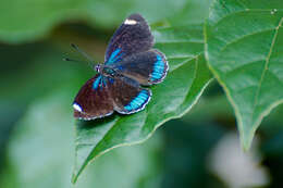 Image of Diaethria candrena Godart 1823