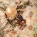 Image of Pheidole longiceps doddi Forel 1910