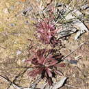 Image of Stylidium eriorrhizum R. Br.