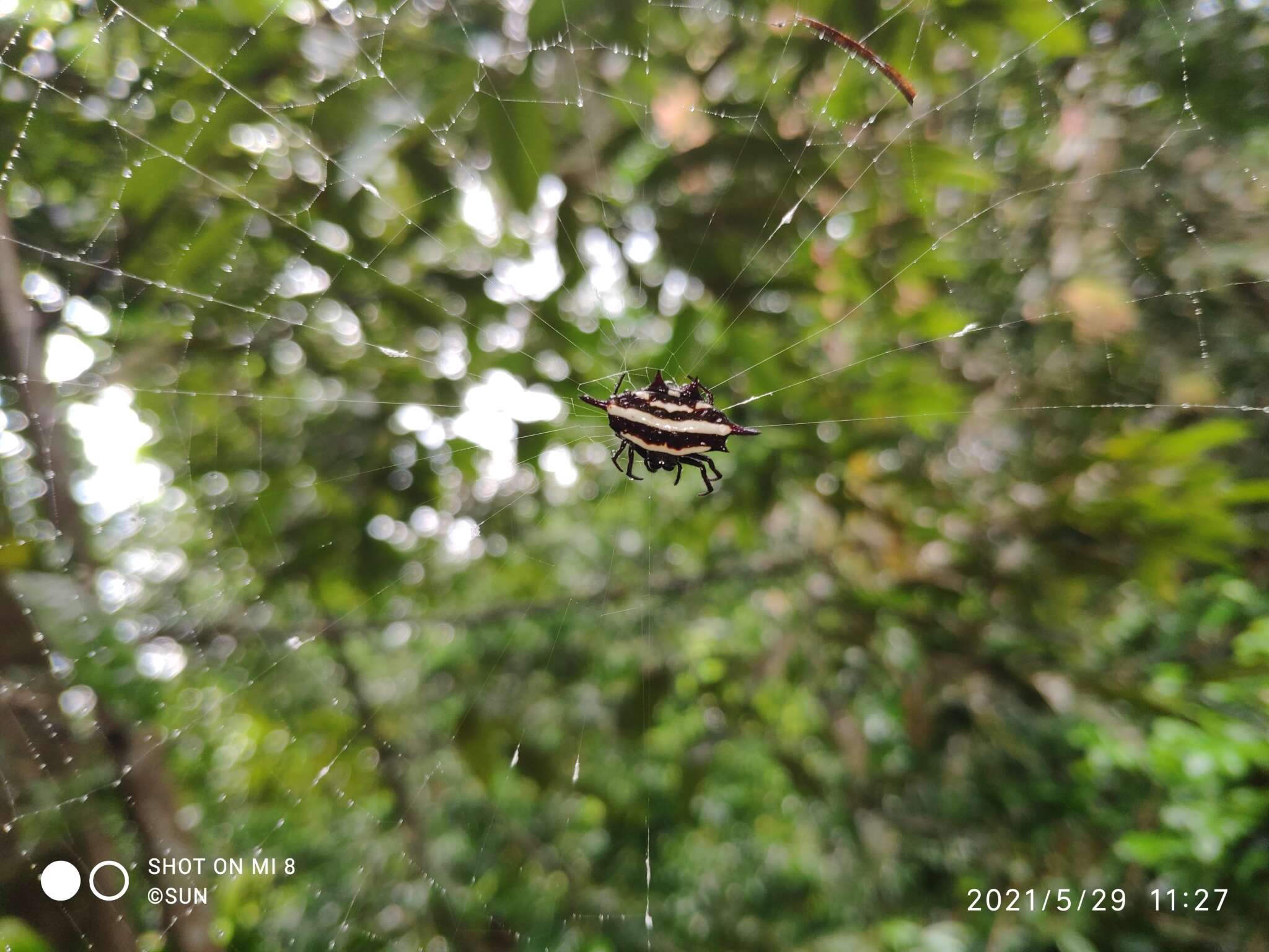 Image of Doria's Spiny Spider