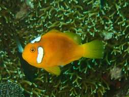 Image of White-bonnet anemonefish