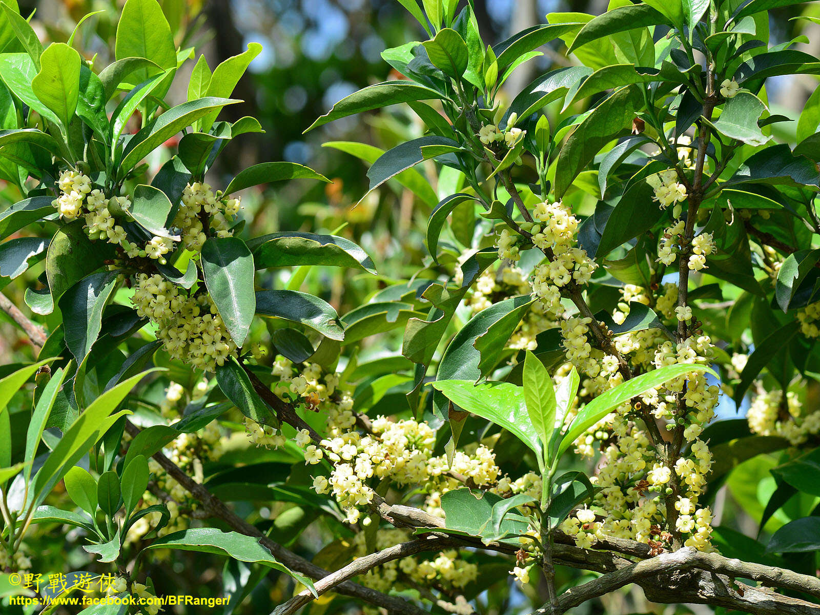 Image de Diplospora dubia (Lindl.) Masam.