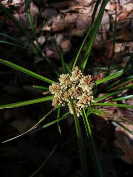 Image of Rush-like flatsedge