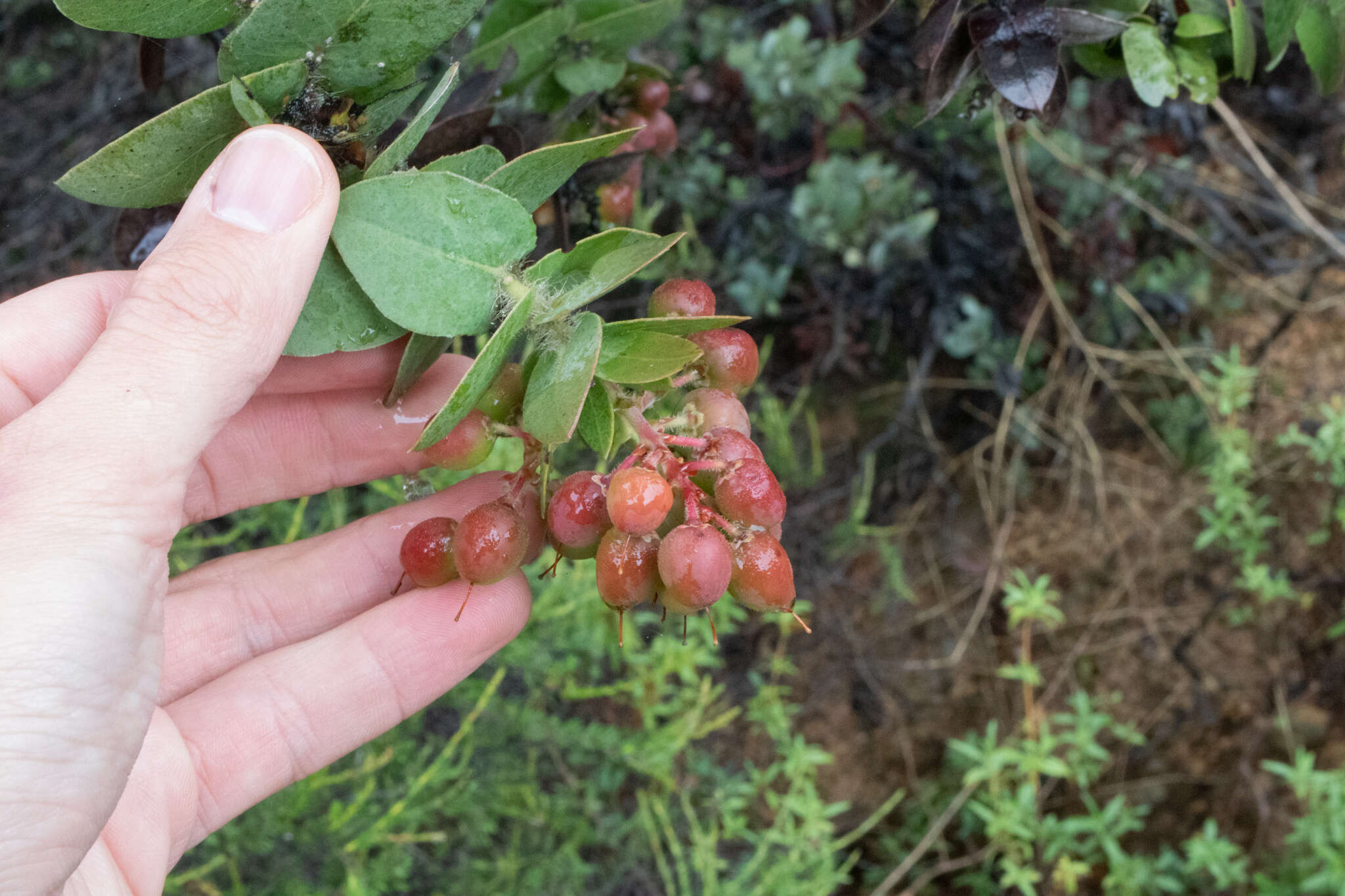 Слика од Arctostaphylos refugioensis Gankin