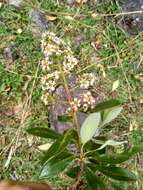 Image of Escallonia paniculata (Ruiz & Pav.) Roem. & Schult.