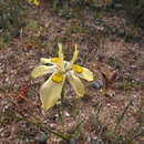 Image of Moraea margaretae Goldblatt