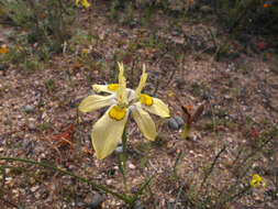 Image of Moraea margaretae Goldblatt