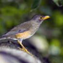 صورة Turdus poliocephalus erythropleurus Sharpe 1887