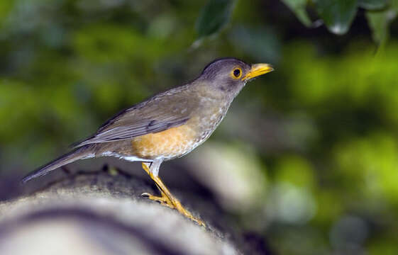 Image of Turdus poliocephalus erythropleurus Sharpe 1887