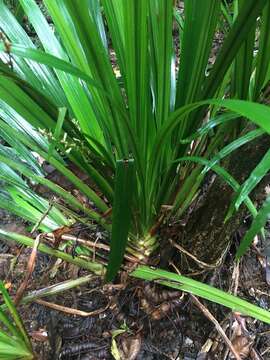 Helmholtzia acorifolia F. Muell. resmi