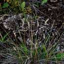 Image of Danthonia intermedia subsp. riabuschinskii (Kom.) Tzvelev