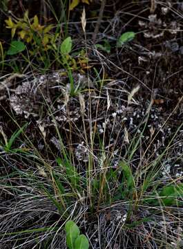 Imagem de Danthonia intermedia subsp. riabuschinskii (Kom.) Tzvelev