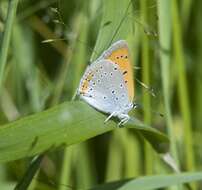 Image of Lycaena dispar rutilus (Werneburg 1864)