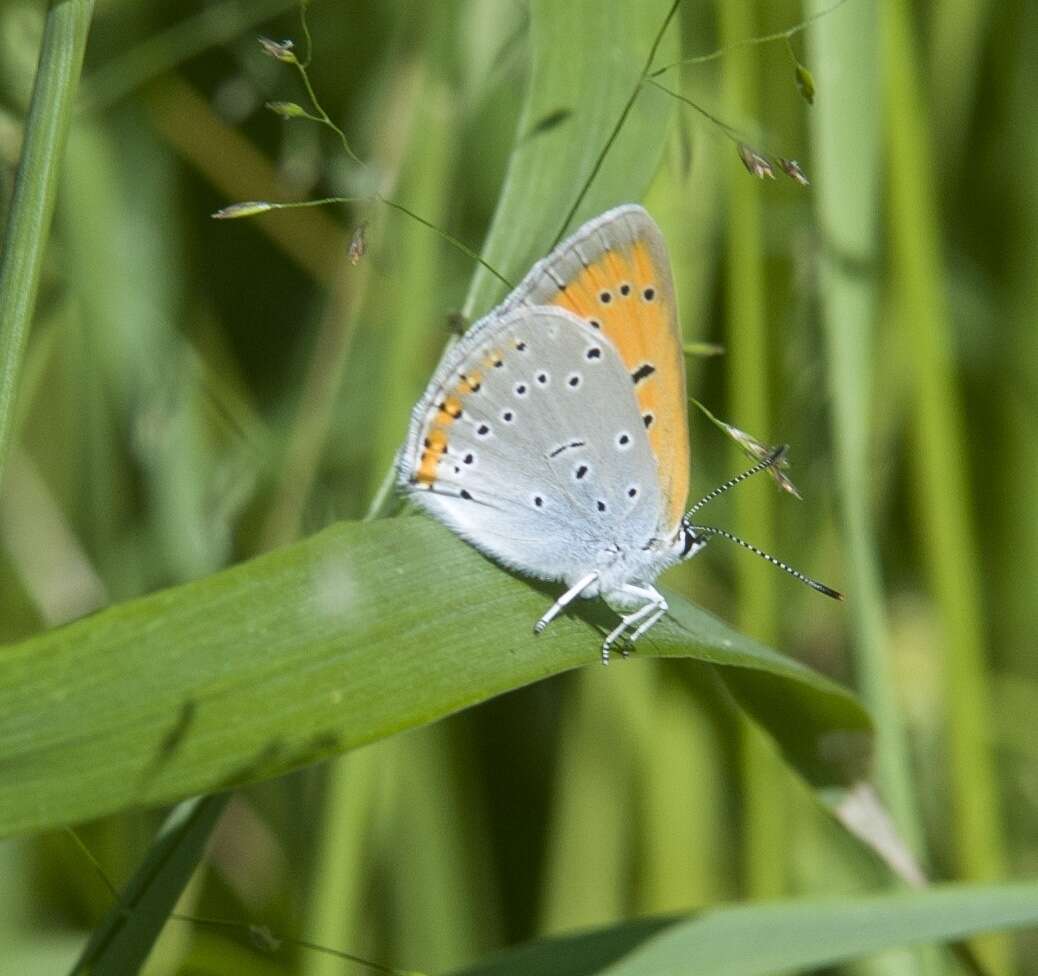 Image of Lycaena dispar rutilus (Werneburg 1864)