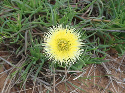 Imagem de Conicosia pugioniformis subsp. muirii (N. E. Br.) Ihlenfeldt & Gerbaulet