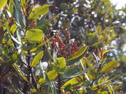 Image of Comarostaphylis arbutoides subsp. arbutoides