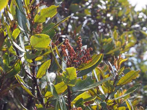 Imagem de Comarostaphylis arbutoides subsp. arbutoides