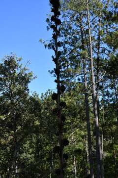 Imagem de Agave hiemiflora Gentry