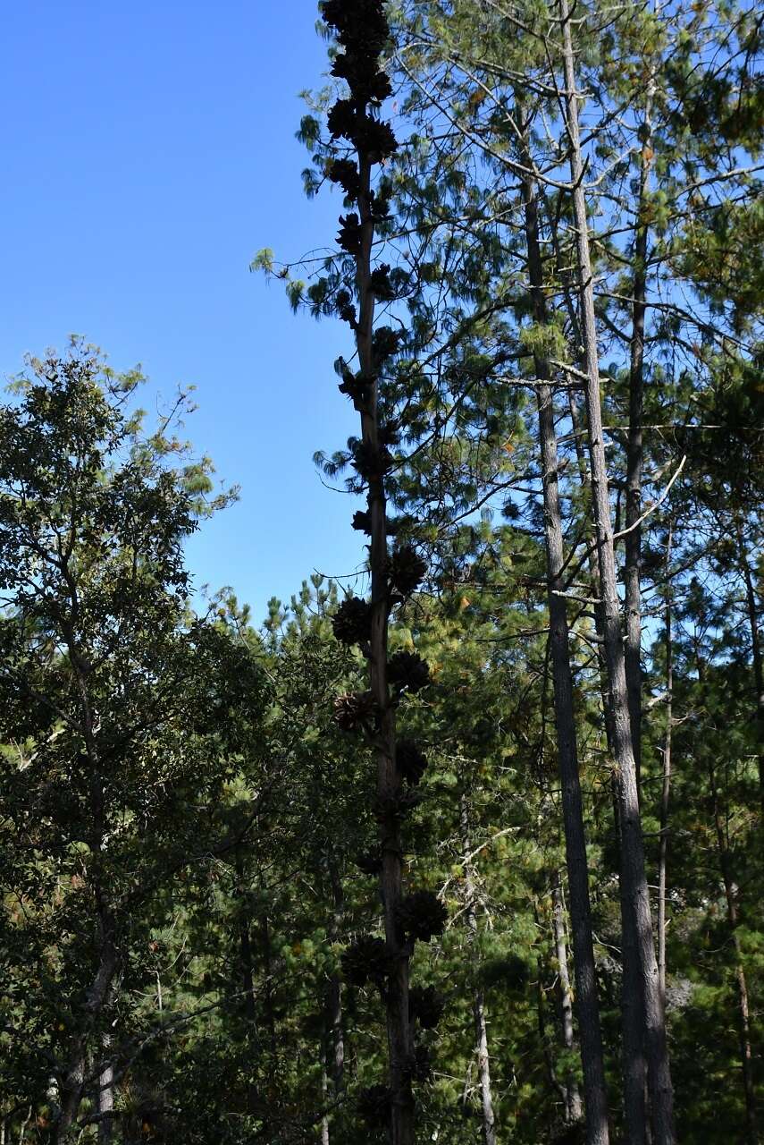 Image of Agave hiemiflora Gentry