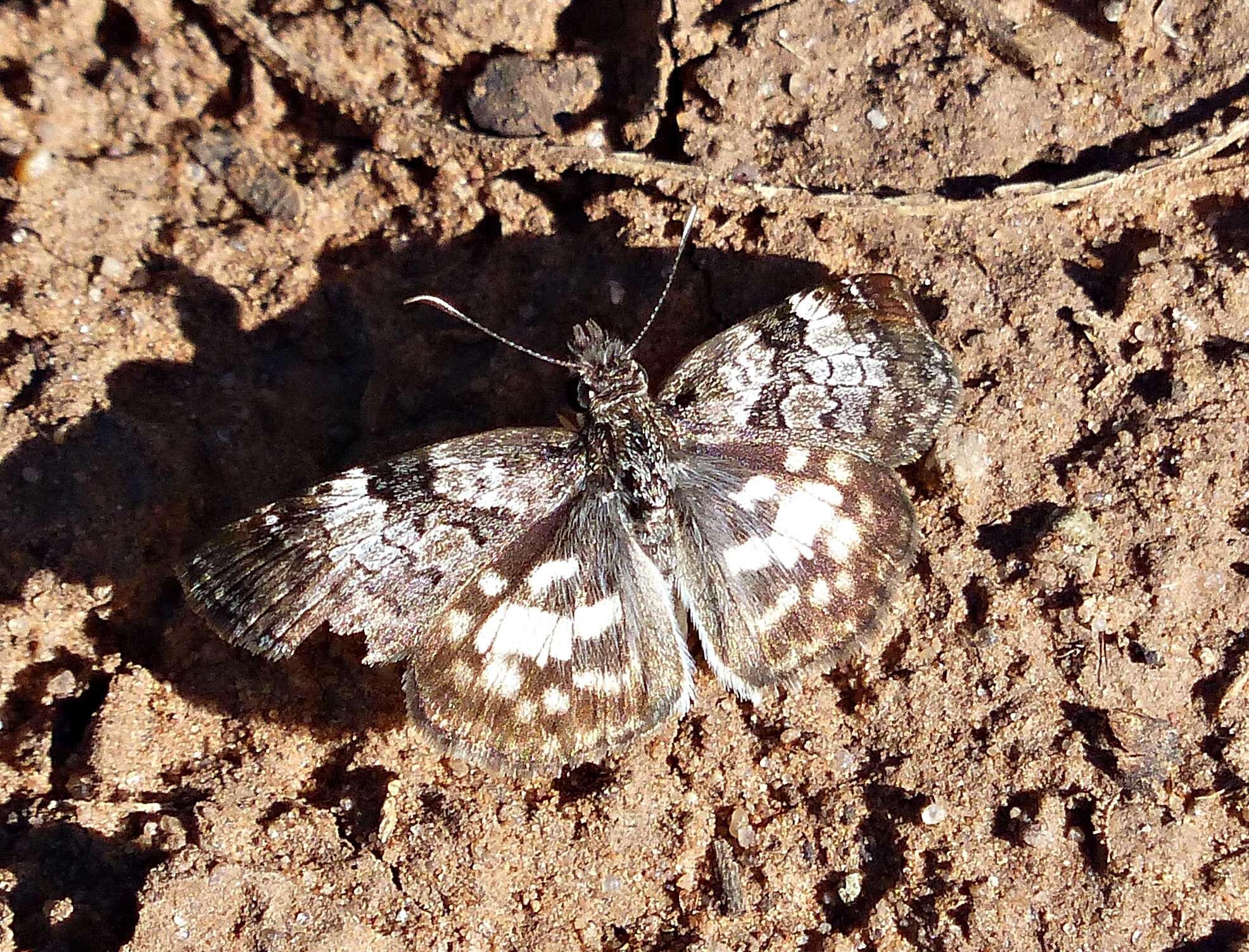 Image of Chiomara asychis autander Mabille 1891