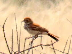 Image of Red Lark