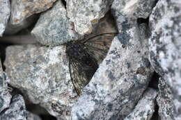 Image of greater alpine black cicada