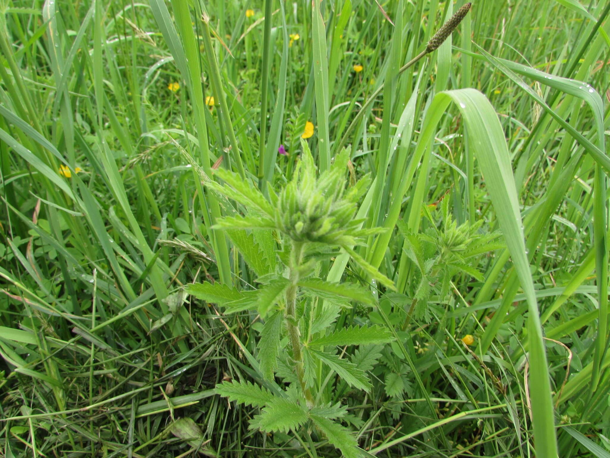 Image of sulphur cinquefoil