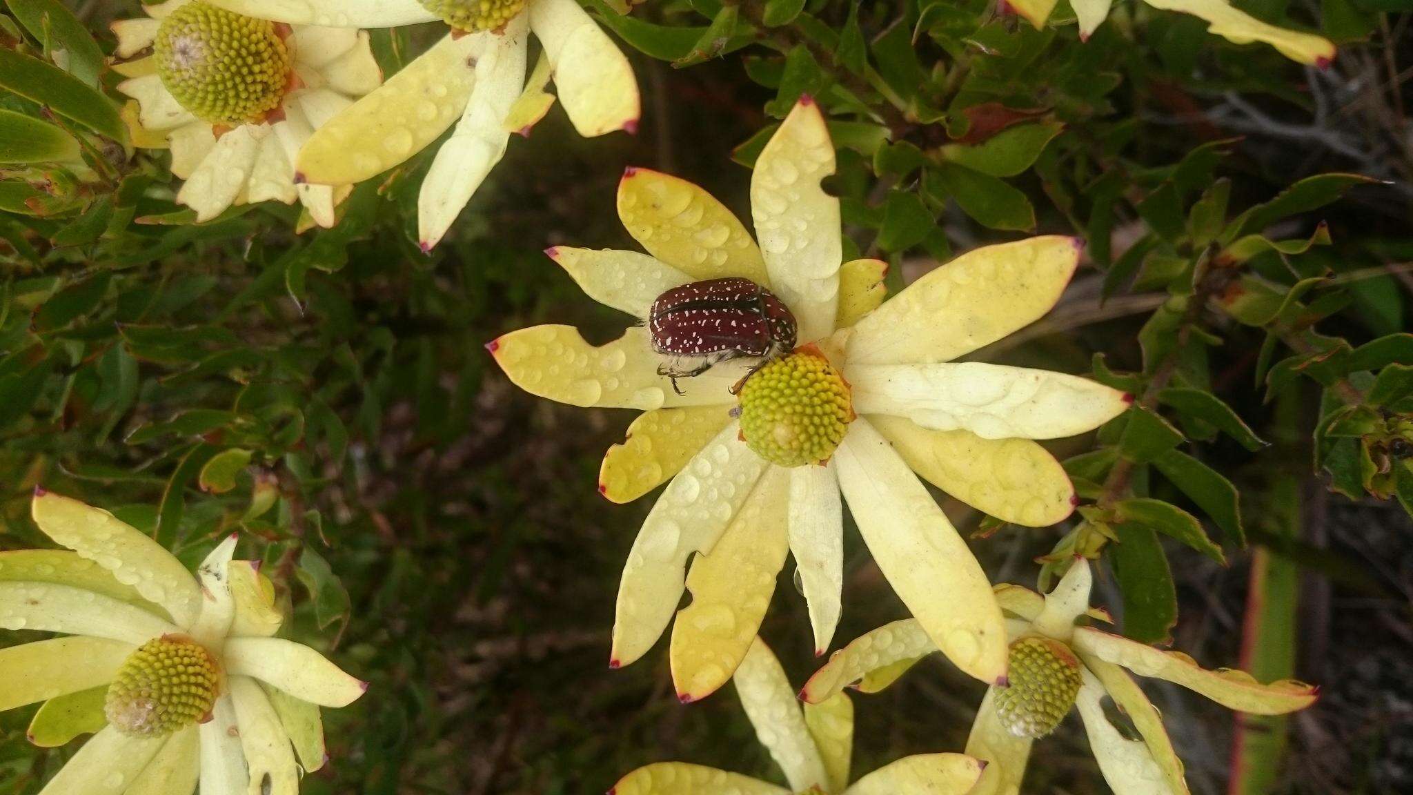 Plancia ëd Leucadendron strobilinum (L.) Druce