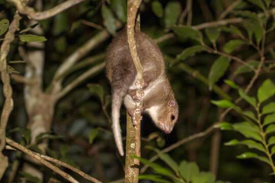 Pseudochirulus cinereus Tate 1945的圖片